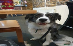 Border Collie dogs for stud: *proven* health tested working merle border collie in Leeds - Image 3
