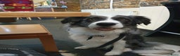 Border Collie dogs for stud: *proven* health tested working merle border collie in Leeds - Advert 14