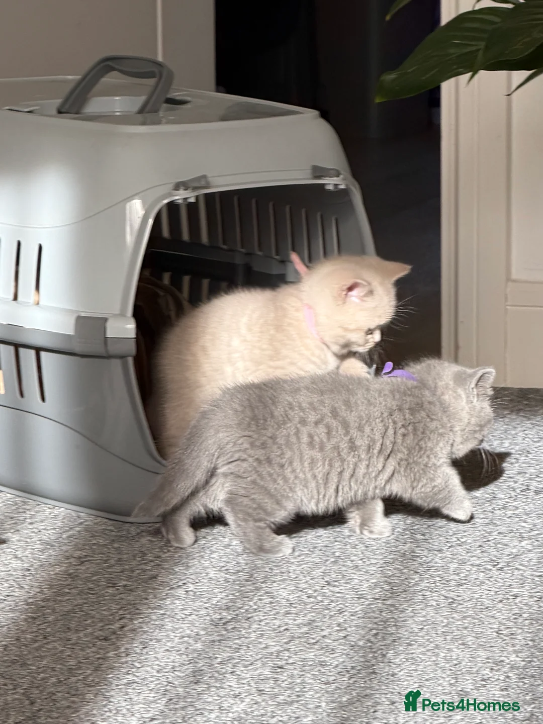 British Shorthair cats for sale: British Shorthair Kittens – 2 Boys & 2 Girls - Advert 2