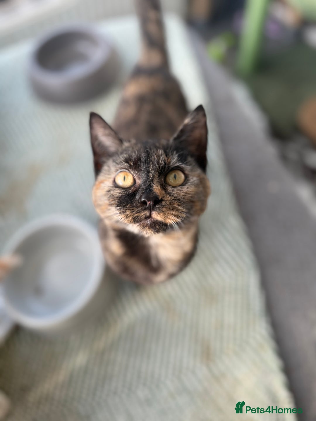 Mixed Breed cats for sale: Ginger and Tortoise shell kittens for sale - Advert 3