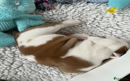 English Bulldog dogs for sale: KC Reg English Bulldog Pups - Image 14