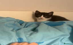 Mixed Breed cats for sale: Boy kitten black and white  - Image 1