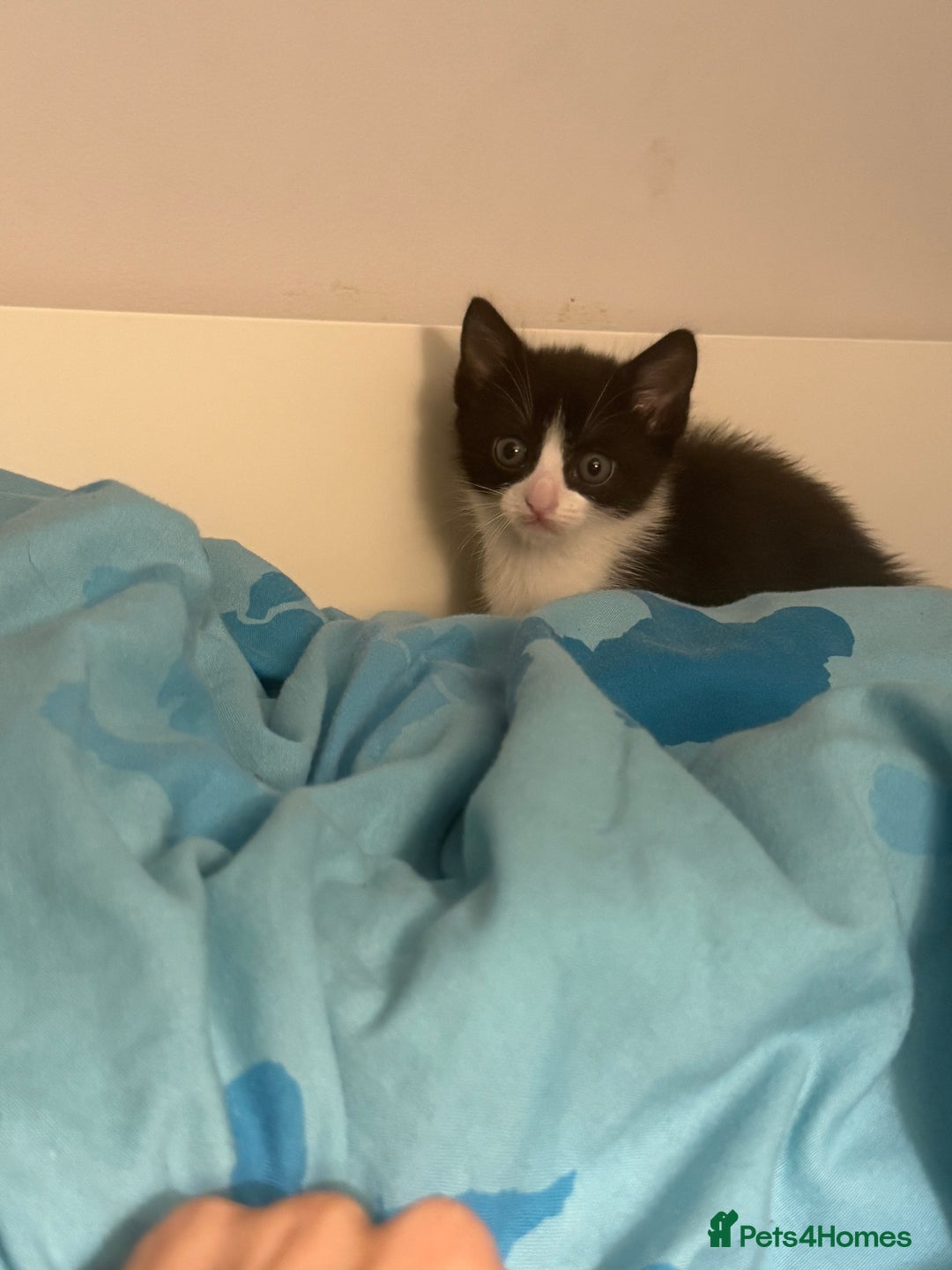 Mixed Breed cats for sale: Boy kitten black and white  - Image 1