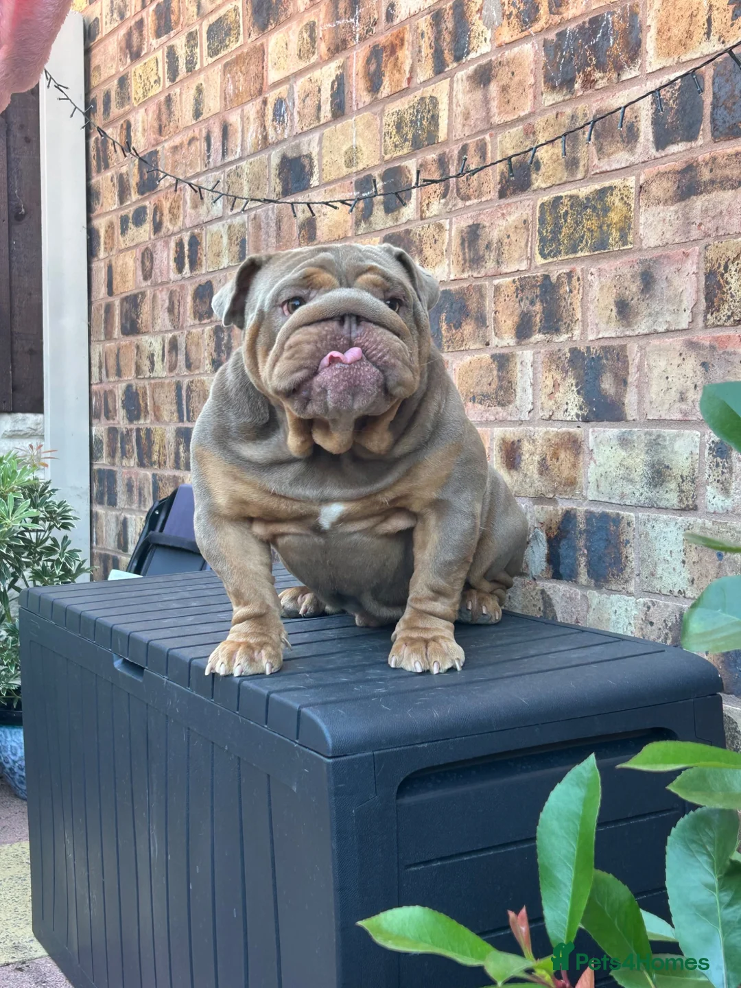 English Bulldog dogs for stud: Hugo ready for stud - Advert 6