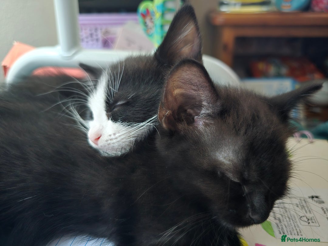British Shorthair cats for sale: 1 boy, 2 girls for sale £50 each - Image 2
