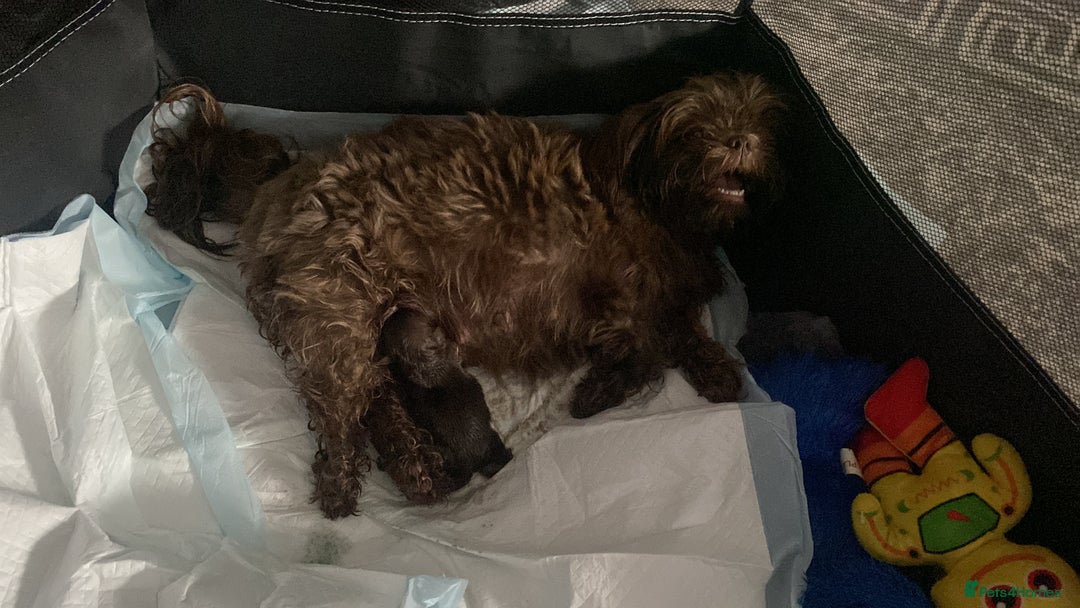 Shih Tzu dogs for sale: Imperial chocolate Shih-Tzu Puppy - Image 5