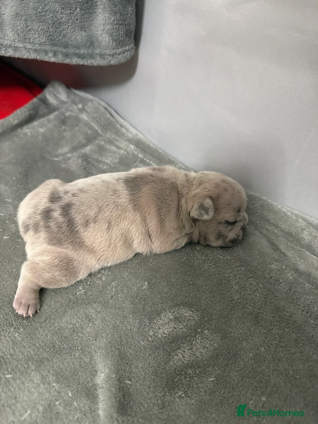 French Bulldog dogs for sale: French bulldog pups  - Advert 15