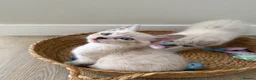 Ragdoll cats for sale: £850 for pair - Beautiful Bonded Ragdoll Kittens  - Advert 8