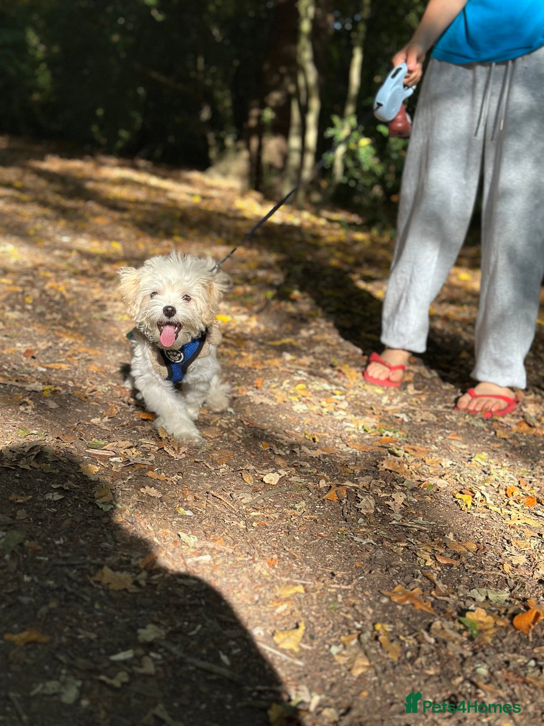 Maltipoo dogs for sale: Maltipoo  - Image 4