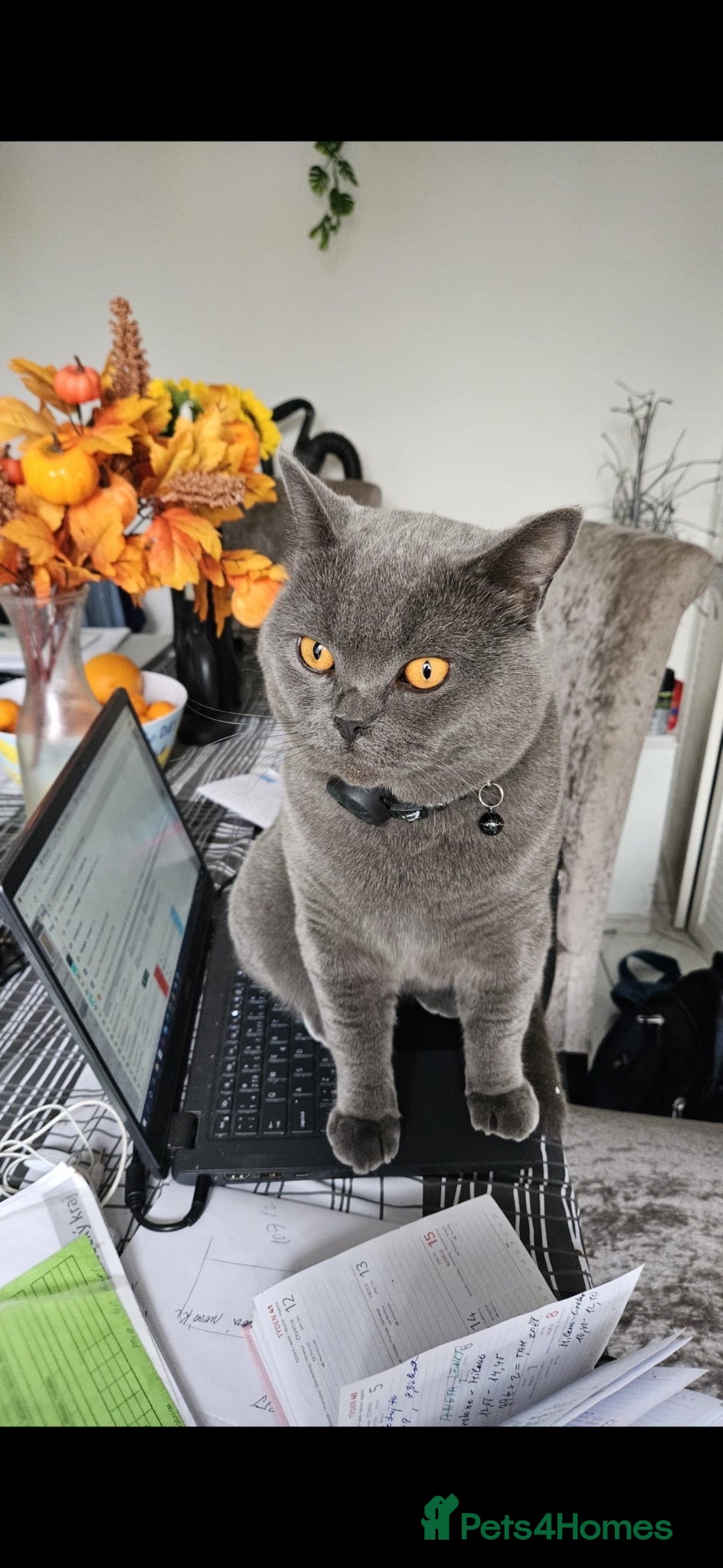 British Shorthair cats British short hair  - Advert 9