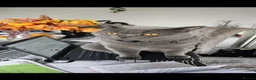 British Shorthair cats for sale: British short hair  - Advert 1