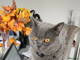 British Shorthair cats British short hair - Advert 1