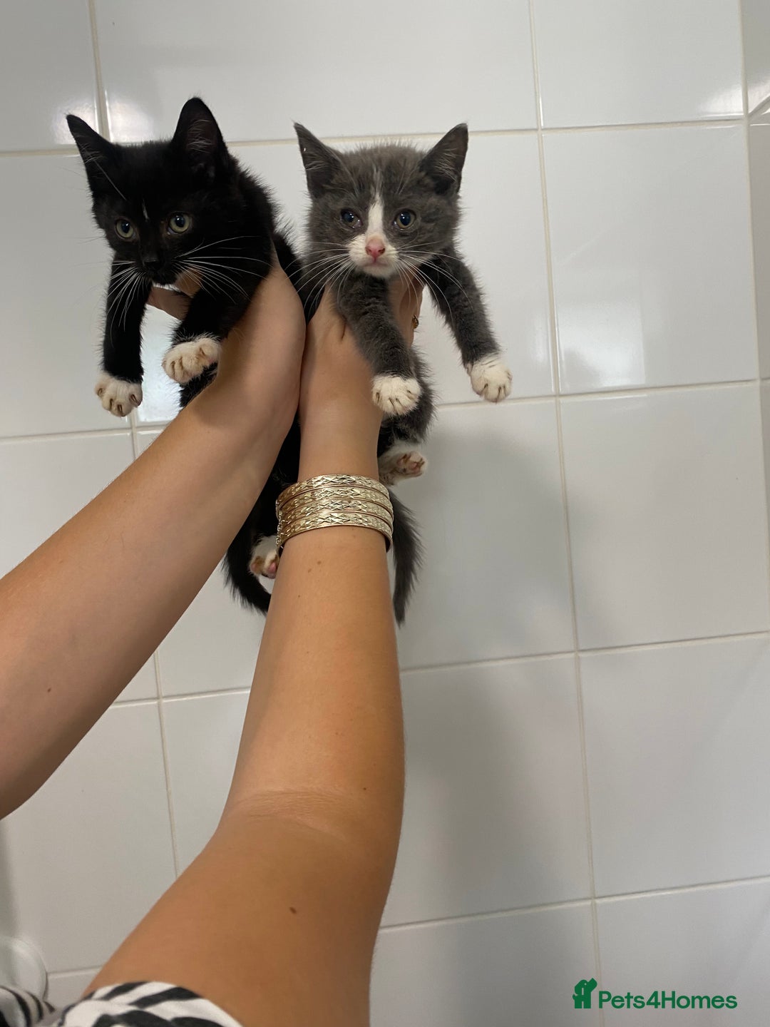 Mixed Breed cats for sale: Beautiful kittens  - Image 1