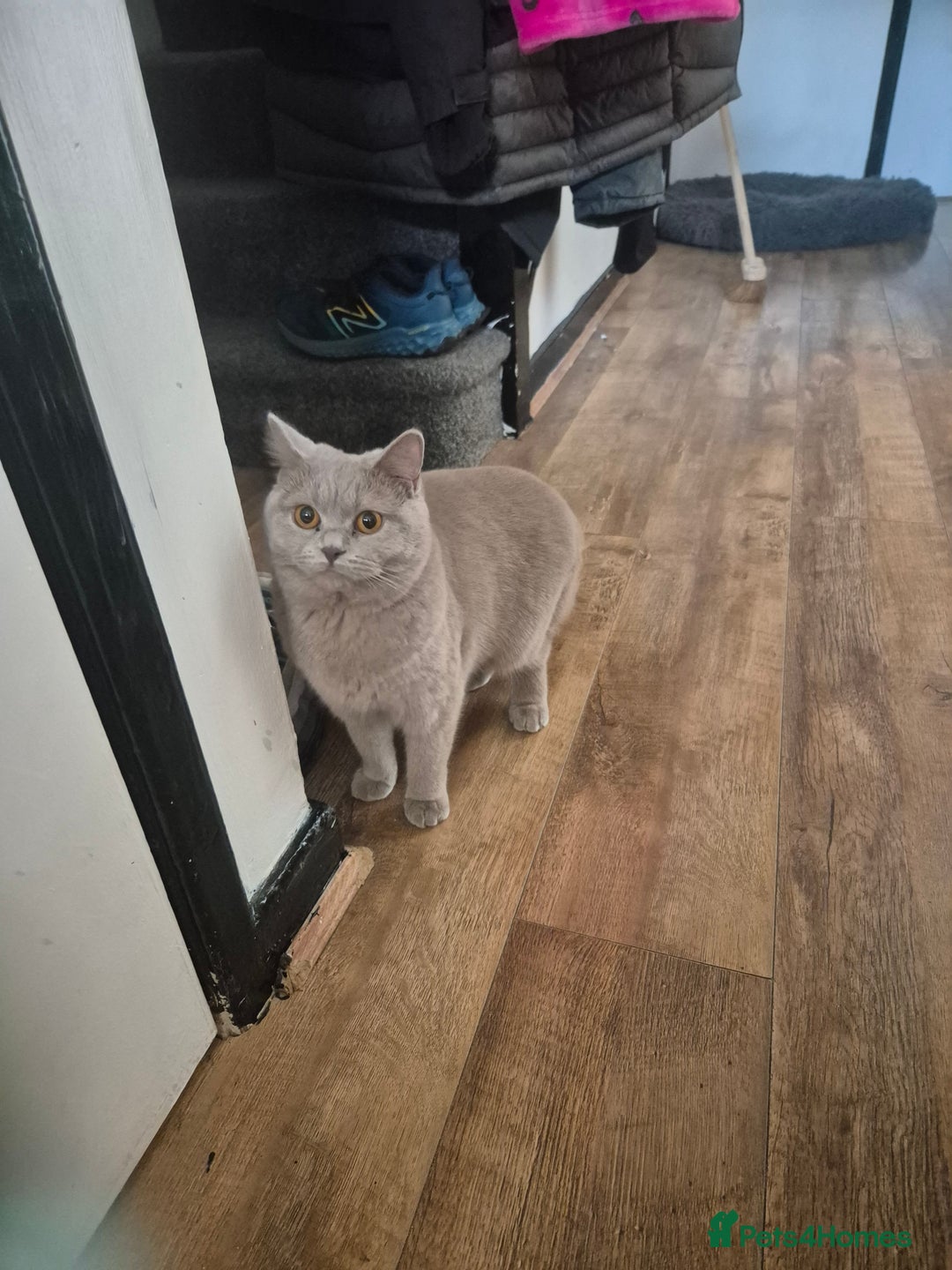 Brazilian Shorthair cats for sale: Female British shorthair cat - Image 1
