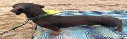 Miniature Dachshund dogs for stud: Chocolate dachshund for stud  in Somerton - Advert 3