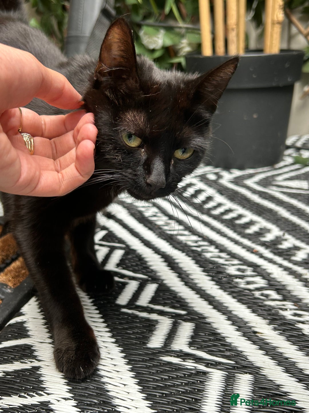 Mixed Breed cats for sale: Gorgeous mix breed kittens for sale!  - Image 12