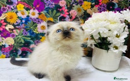 Ragdoll cats for sale: Beautiful Ragdoll Kittens  - Image 37