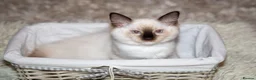 Ragdoll cats for sale: Beautiful Purebred Ragdoll Kittens Ready Now  - Advert 6