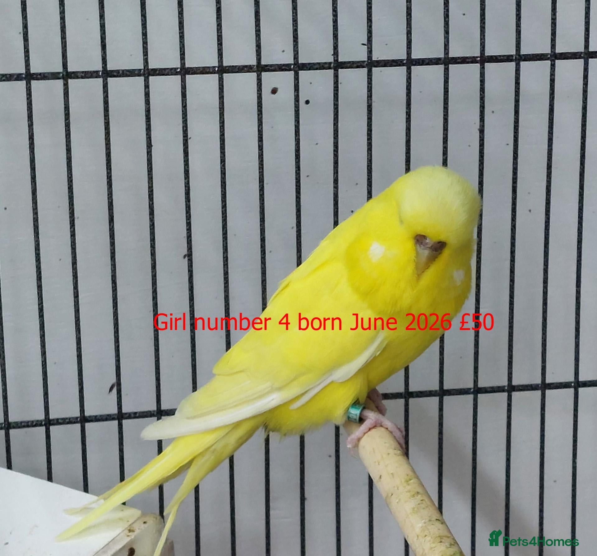 Budgerigars birds Baby Budgiess Ashford Kent - Advert 1