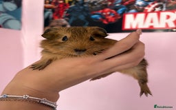 Guinea Pig rodents for sale: baby guinea pigs  - Image 8
