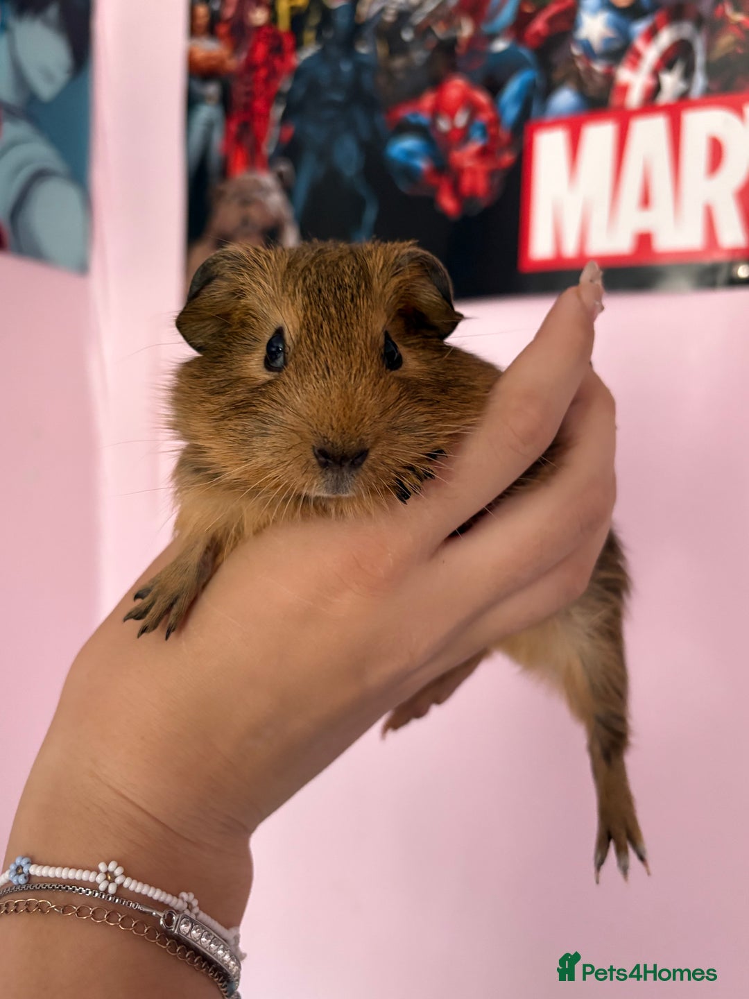 Guinea Pig rodents for sale: baby guinea pigs  - Image 8