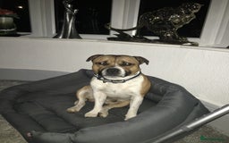 Staffordshire Bull Terrier dogs for stud: Proven Staffordshire Bull Terrier for Stud  - Image 22