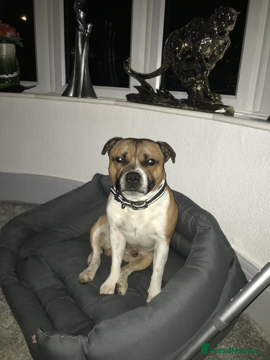 Staffordshire Bull Terrier dogs for stud: Proven Staffordshire Bull Terrier for Stud  - Image 22