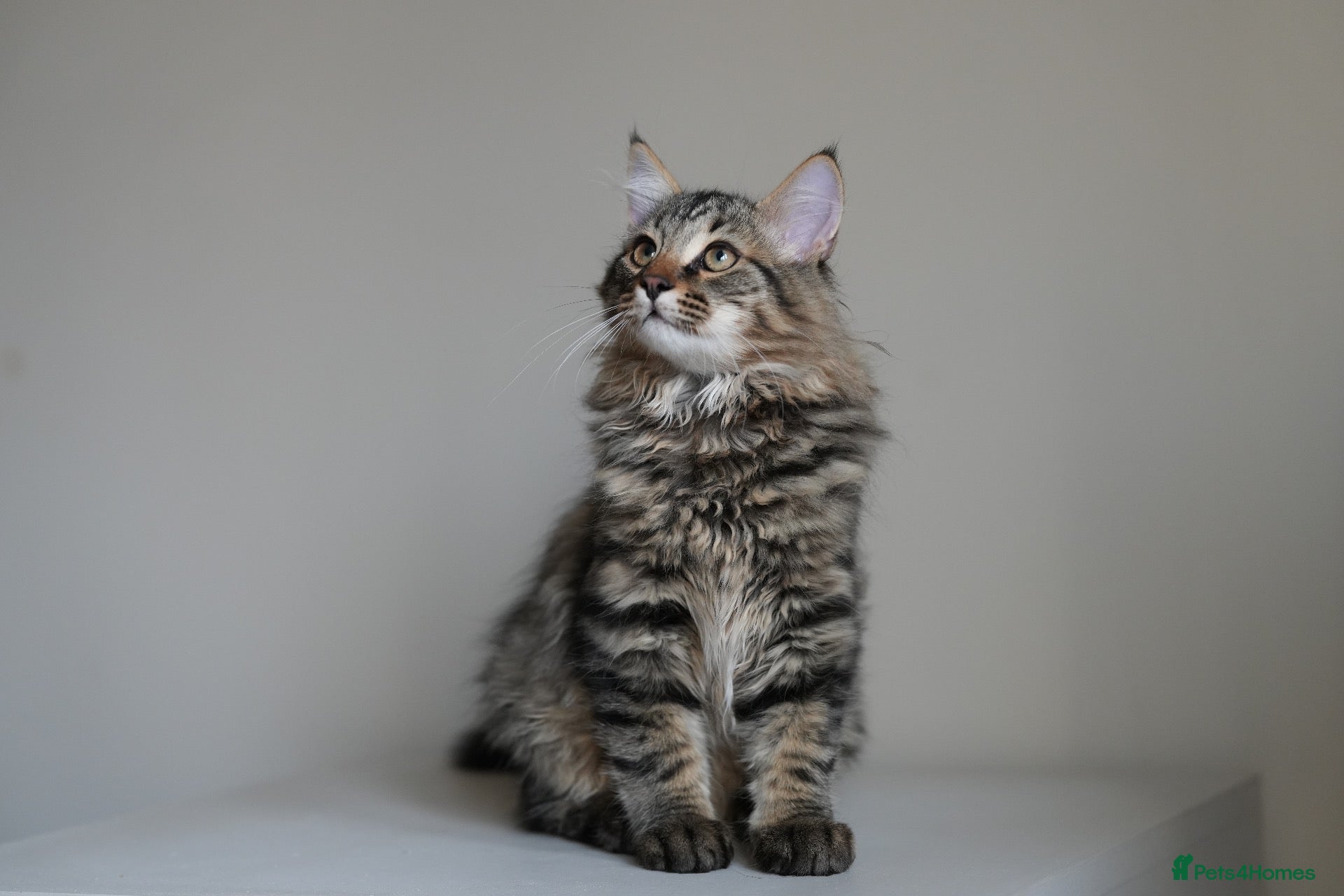 Siberian cats Exceptional Pedigree Siberian Kittens  - Advert 1