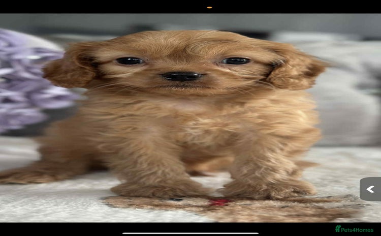 Cavapoo dogs - Advert 2