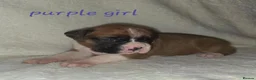 Boxer dogs for sale: Beautiful chunky boxer puppies in Bury Saint Edmunds - Advert 13