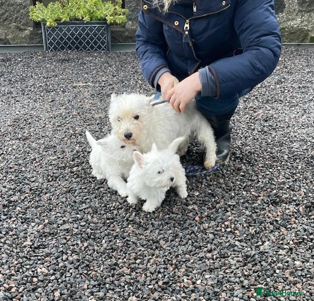 West Highland Terrier dogs for sale: WEST HIGHLAND TERRIER PUPPIES - Advert 6
