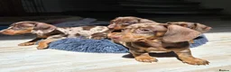 Miniature Dachshund dogs for sale: Adorable Miniature Dachshund Puppy - Chocolate  in London - Advert 16