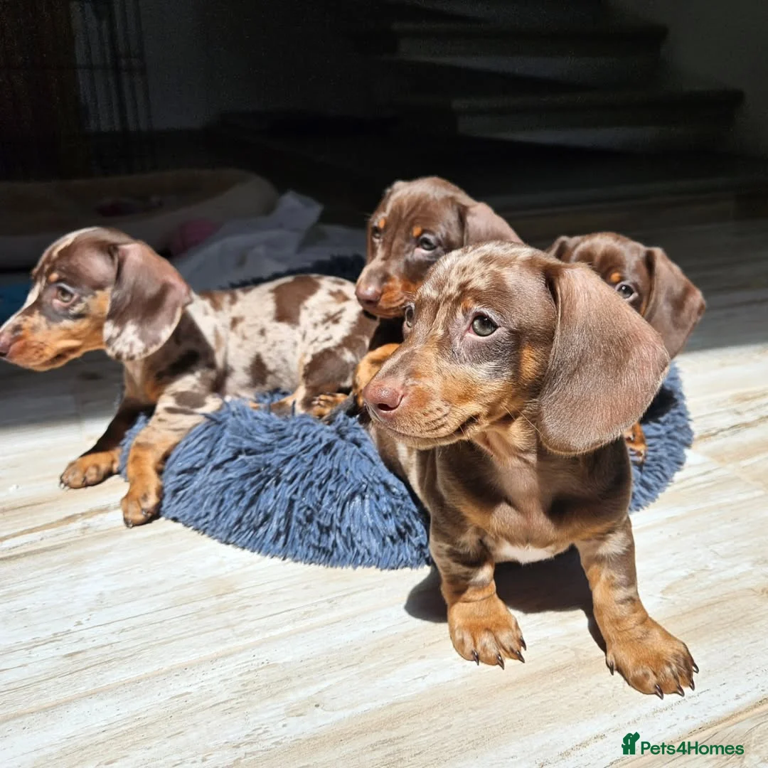 Miniature Dachshund dogs for sale: Adorable Miniature Dachshund Puppy - Chocolate  in London - Advert 16