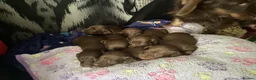 Dachshund dogs for sale: Chocolate and tan dachshunds - Advert 9
