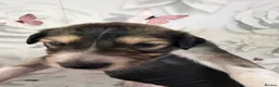 Saluki dogs for sale: DWKC registered Saluki puppies. - Advert 5