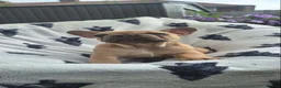 French Bulldog dogs for sale: French Bulldog PuppiesReady for Their Forever home - Advert 8