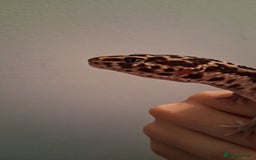 Leopard Gecko reptiles for sale: Male leopard gecko - Image 1