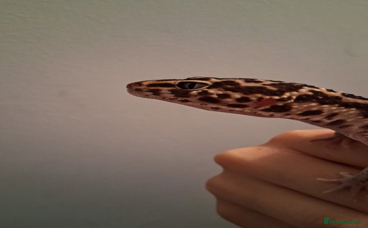 Leopard Gecko reptiles - Advert 16