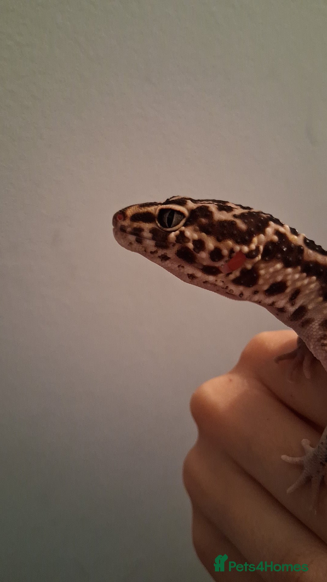 Leopard Gecko reptiles for sale: Male leopard gecko - Image 1