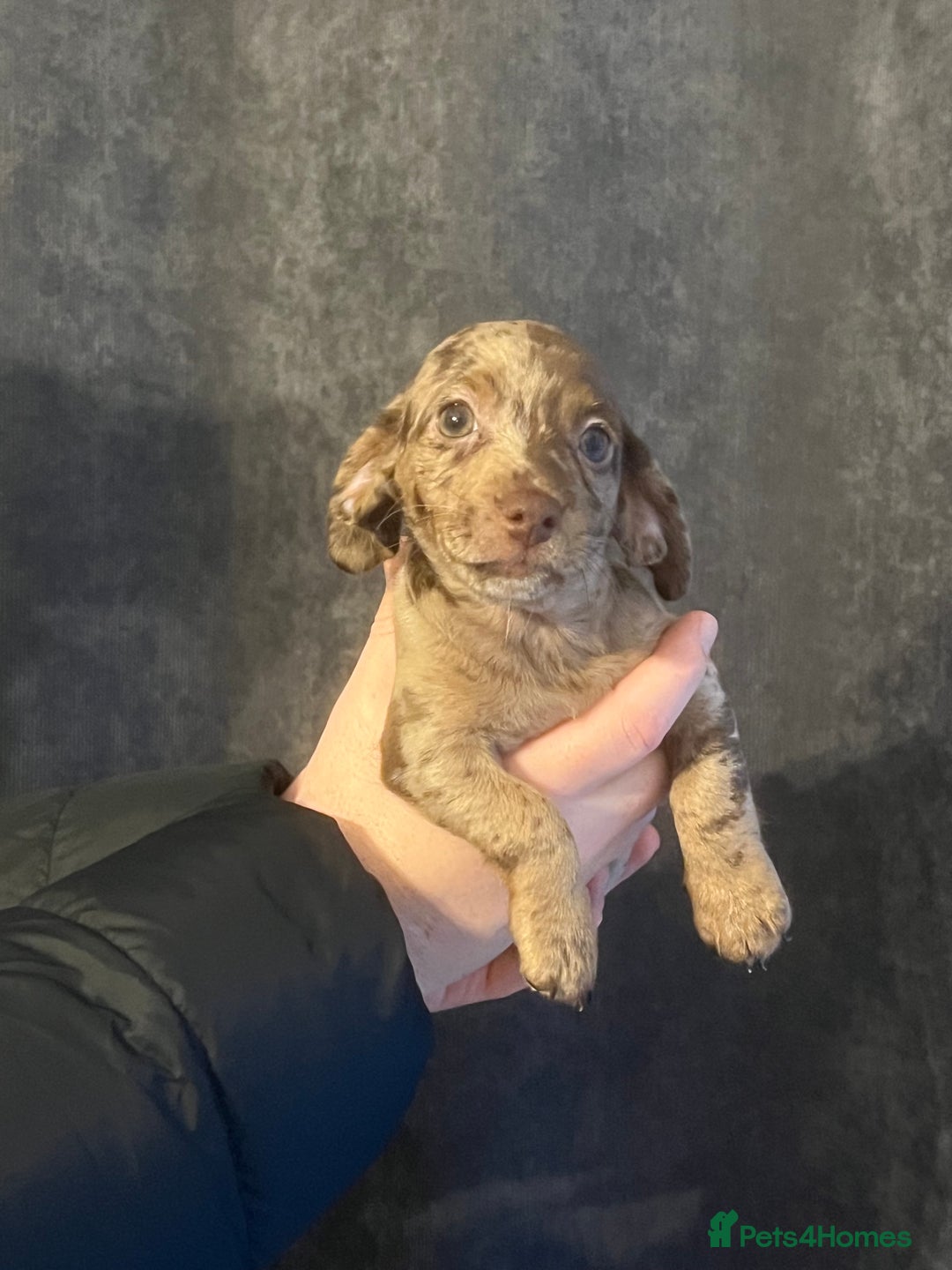 Mixed Breed dogs for sale: LAST GIRL 🩷 daxipoo - Advert 4