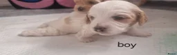 Mixed Breed dogs for sale: Hybrid dogs - Advert 14