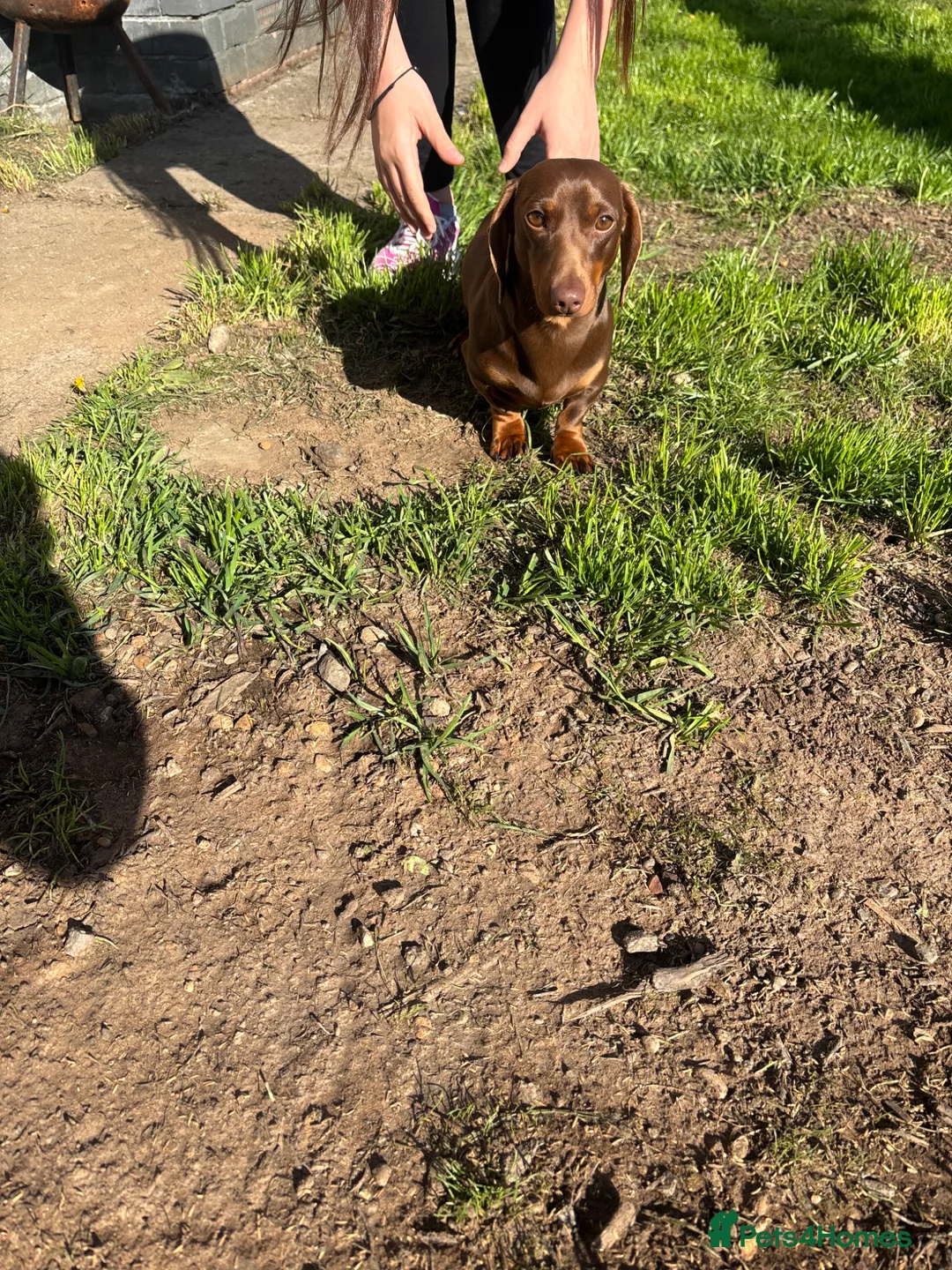 Miniature Dachshund dogs for sale: Miniature Dachshund  - Advert 7