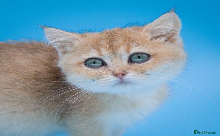 British Shorthair cats - Advert 10