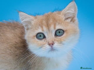 British Shorthair cats - Advert 26