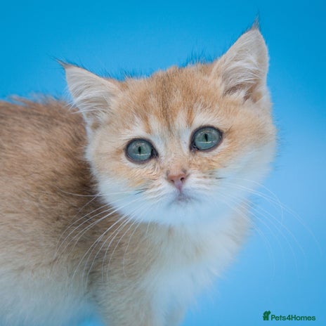 British Shorthair cats - Advert 10