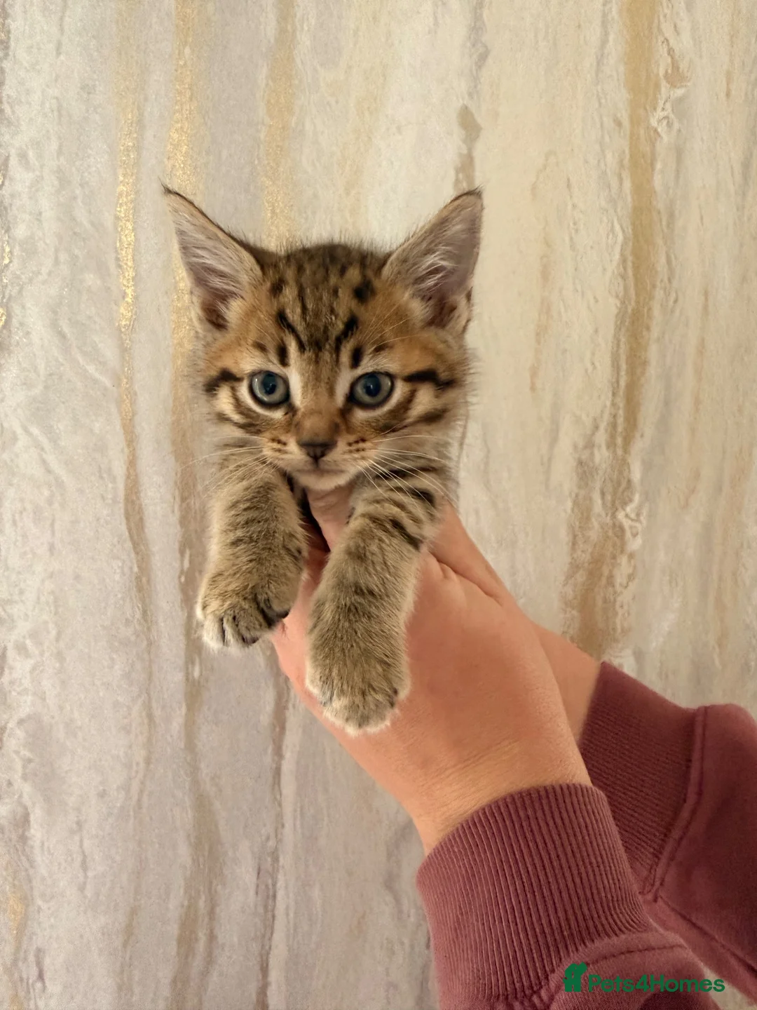 Maine Coon cats for sale: Half Maine coon kittens  - Advert 7