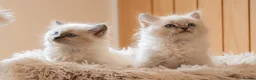 Ragdoll cats for sale: Beautiful Pure-bred Ragdoll Kittens  - Advert 6