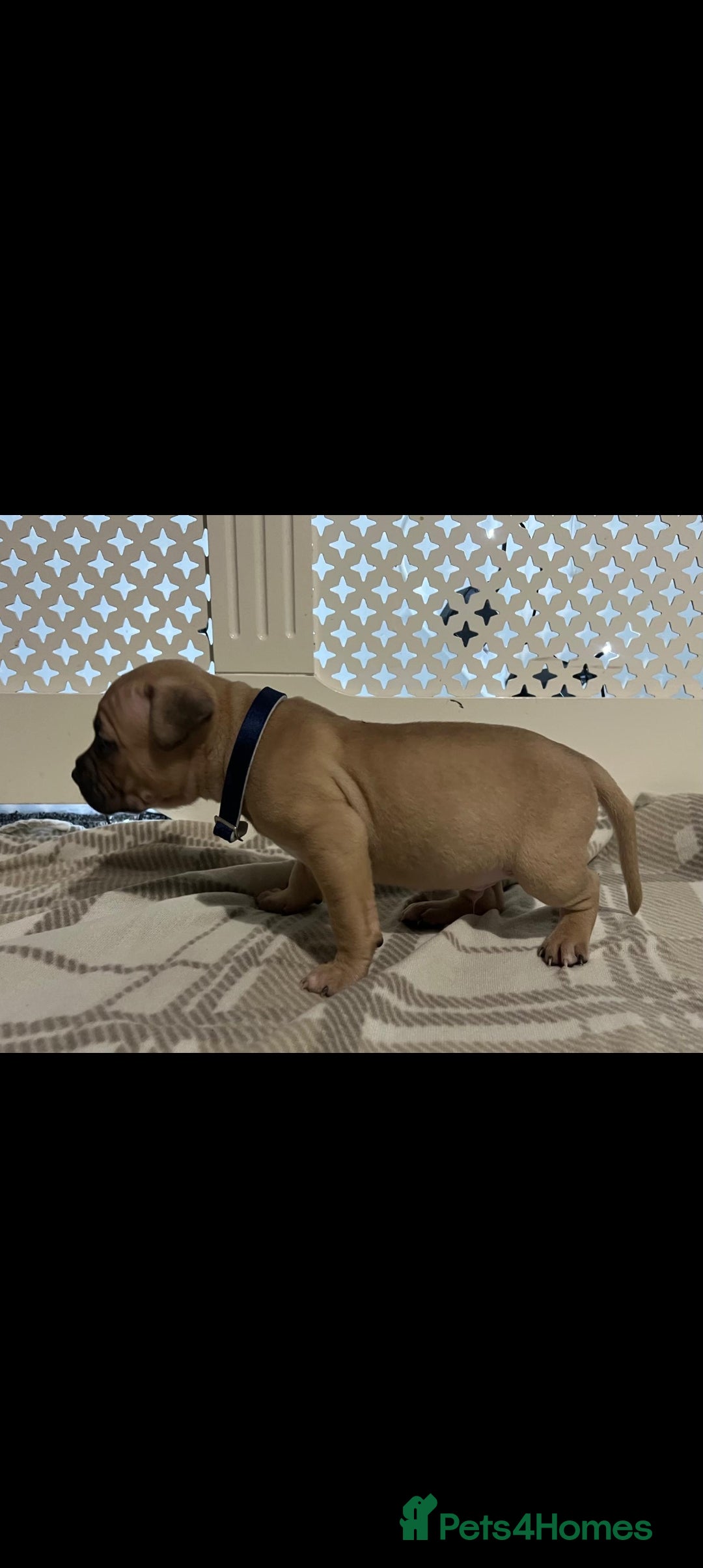 American Bulldog dogs for sale: American bulldogs puppies  - Advert 6
