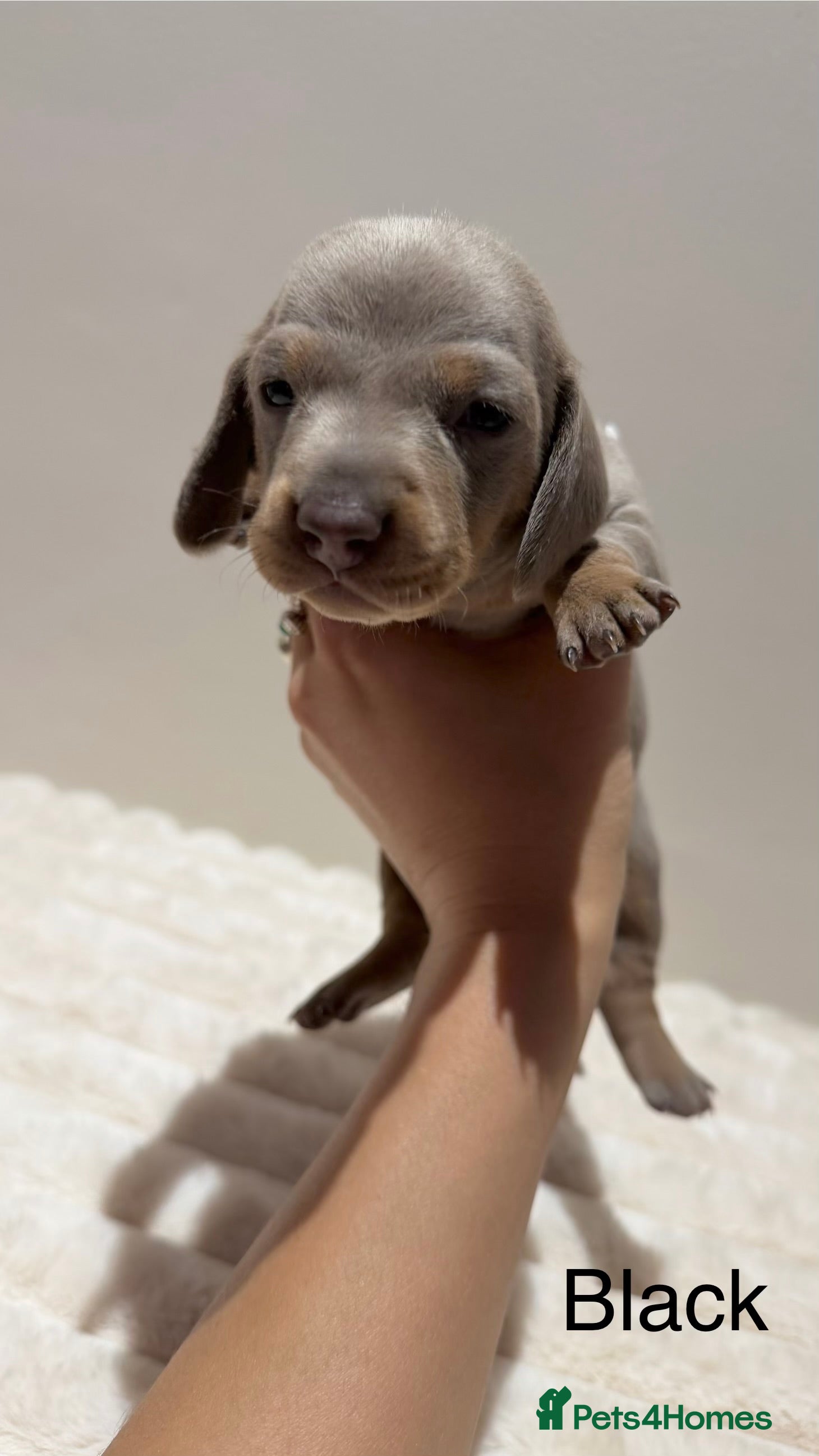 Miniature Dachshund dogs for sale: 🐾 Miniature Dachshund Puppies For Sale 🐾  - Advert 11