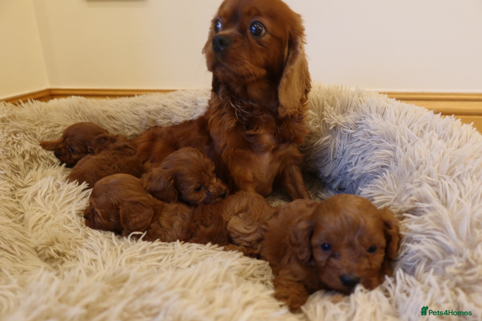Cavapoo dogs 4 beautiful red cavapoo puppies available  - Advert 1